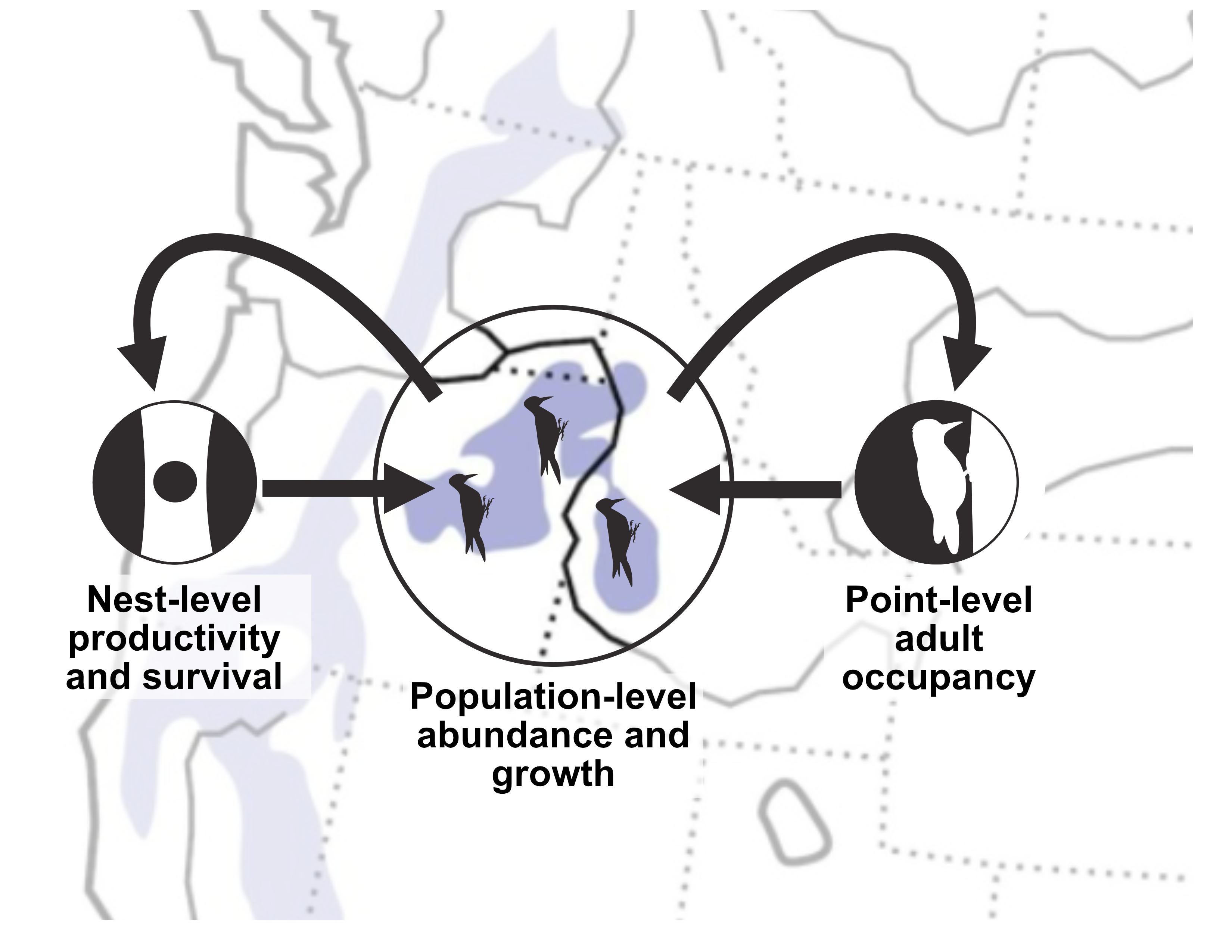 Figure 2: Combining point-process data from multiple sources to inform population trajectories of white-headed woodpeckers.