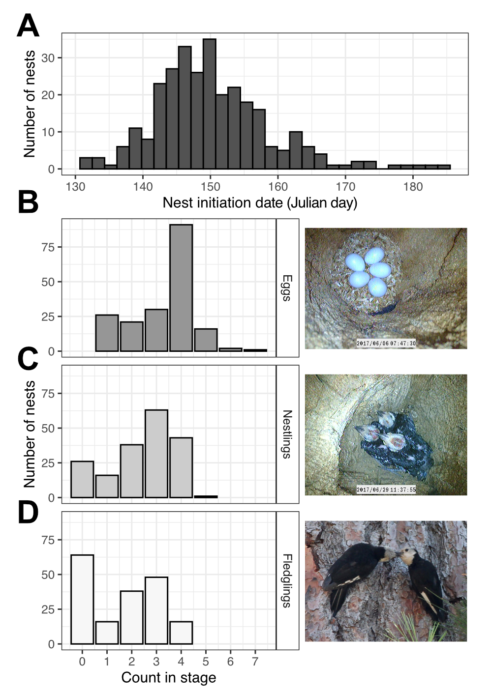 Figure 1: Distributions of nesting dates, eggs, nestlings, and fledglings for white-headed woodpeckers.